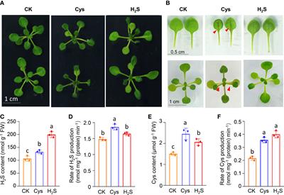 Transcriptomic analysis reveals the functions of H2S as a gasotransmitter independently of Cys in Arabidopsis